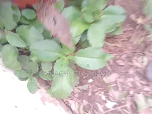 Miracle Leaf ( Abamoda)