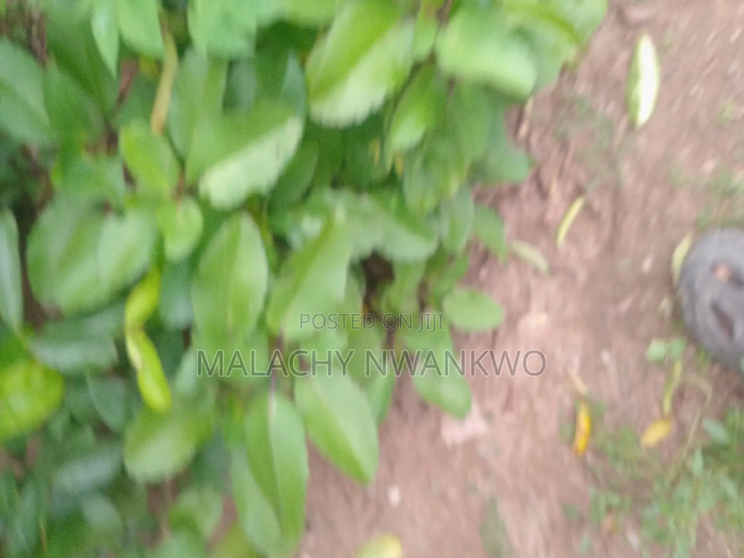 Miracle Leaf ( Abamoda)
