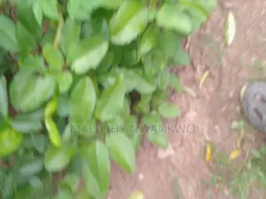 Miracle Leaf ( Abamoda)