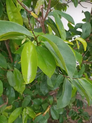 Soursop Leaf ( Antioxidants)