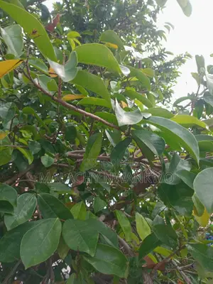 Soursop Leaf ( Antioxidants)