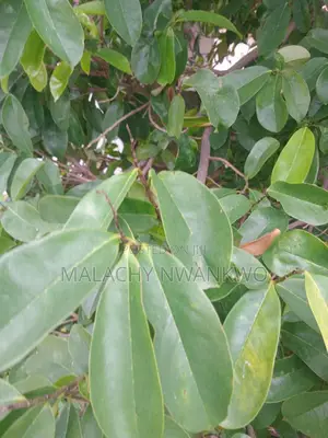 Soursop Leaf ( Antioxidants)