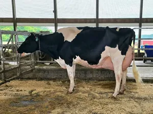 Photo - Friesian Holstein Diary Cattles Available for Sale