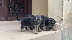 1-3 months Male Purebred German Shepherd