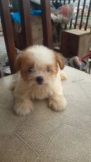 1-3 months Female Purebred Lhasa Apso