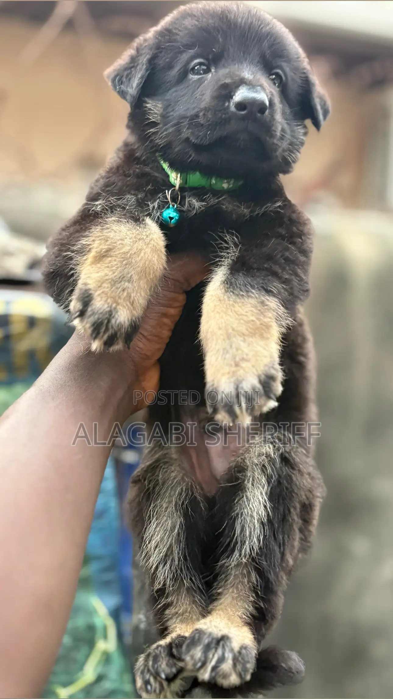 1-3 months Male Purebred German Shepherd