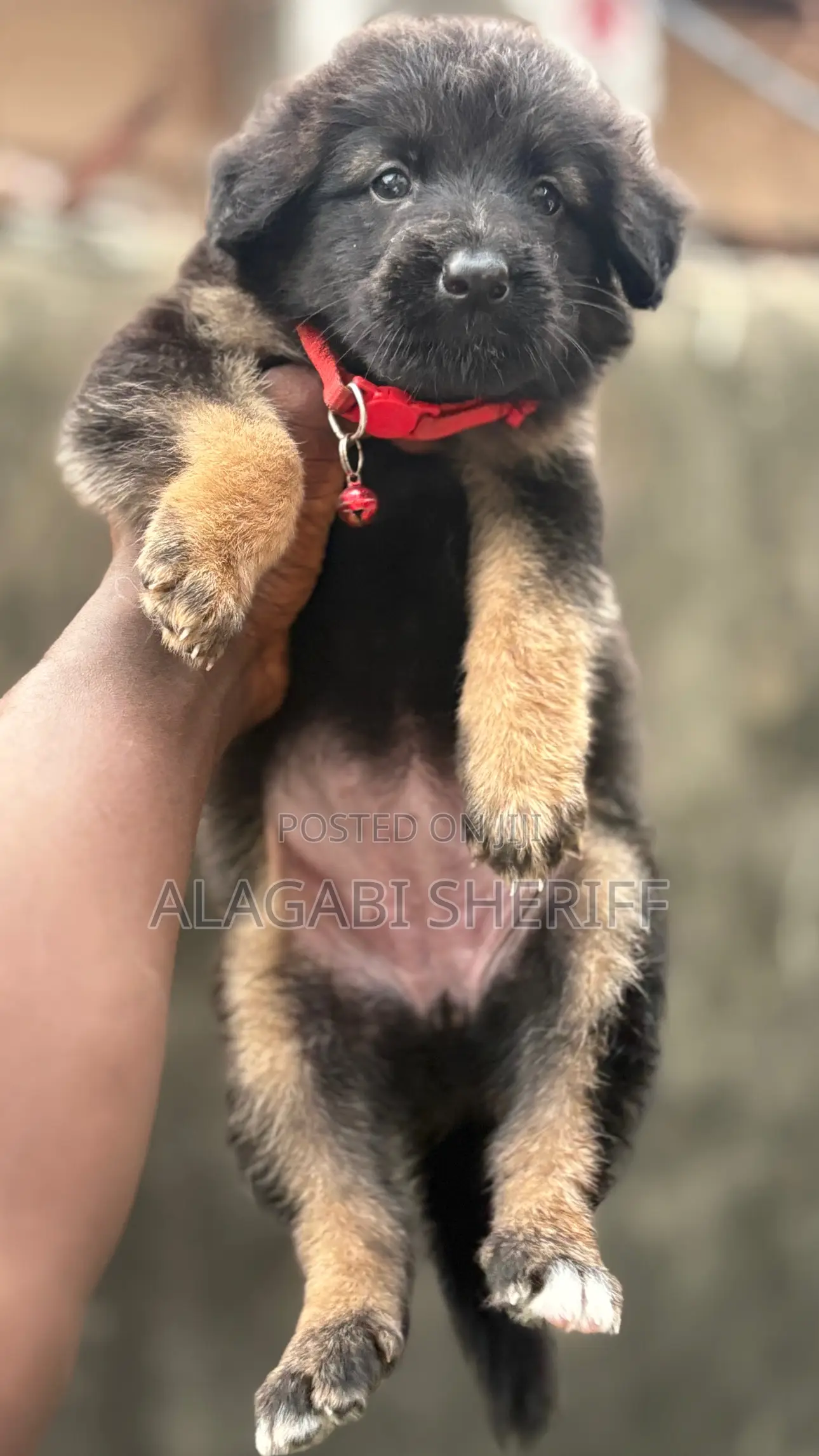 1-3 months Male Purebred German Shepherd