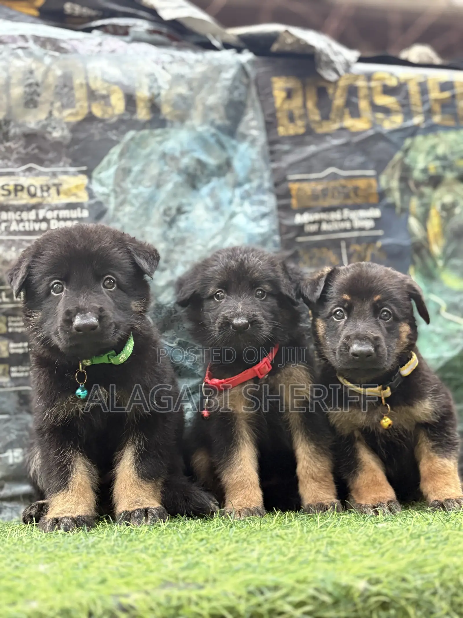 1-3 months Male Purebred German Shepherd
