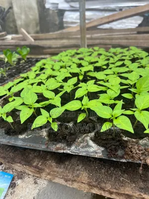 F1 Hybrid Tomatoes and Pepper Seedlings