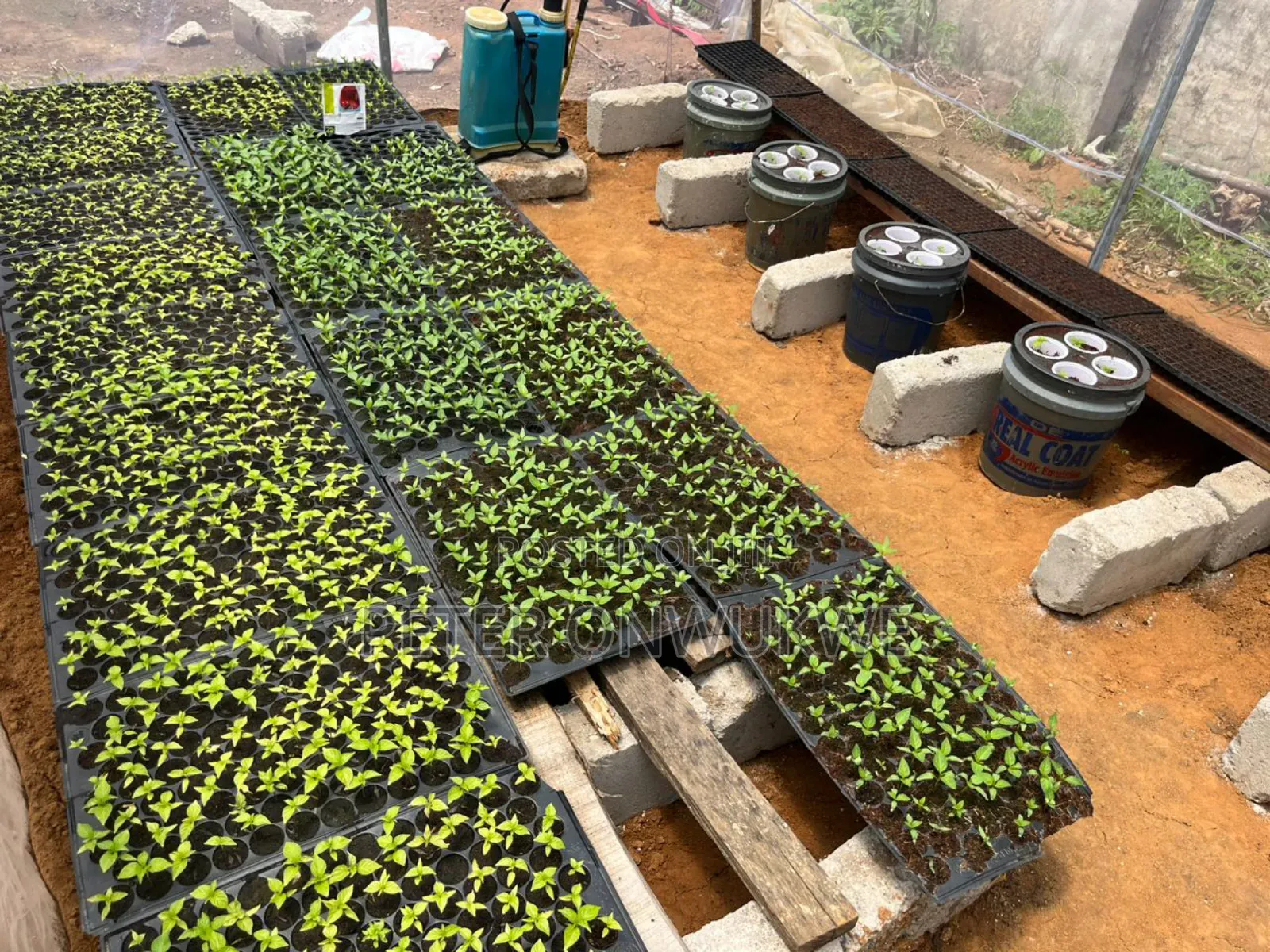 F1 Hybrid Tomatoes and Pepper Seedlings