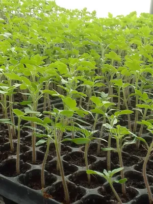 F1 Hybrid Tomatoes and Pepper Seedlings