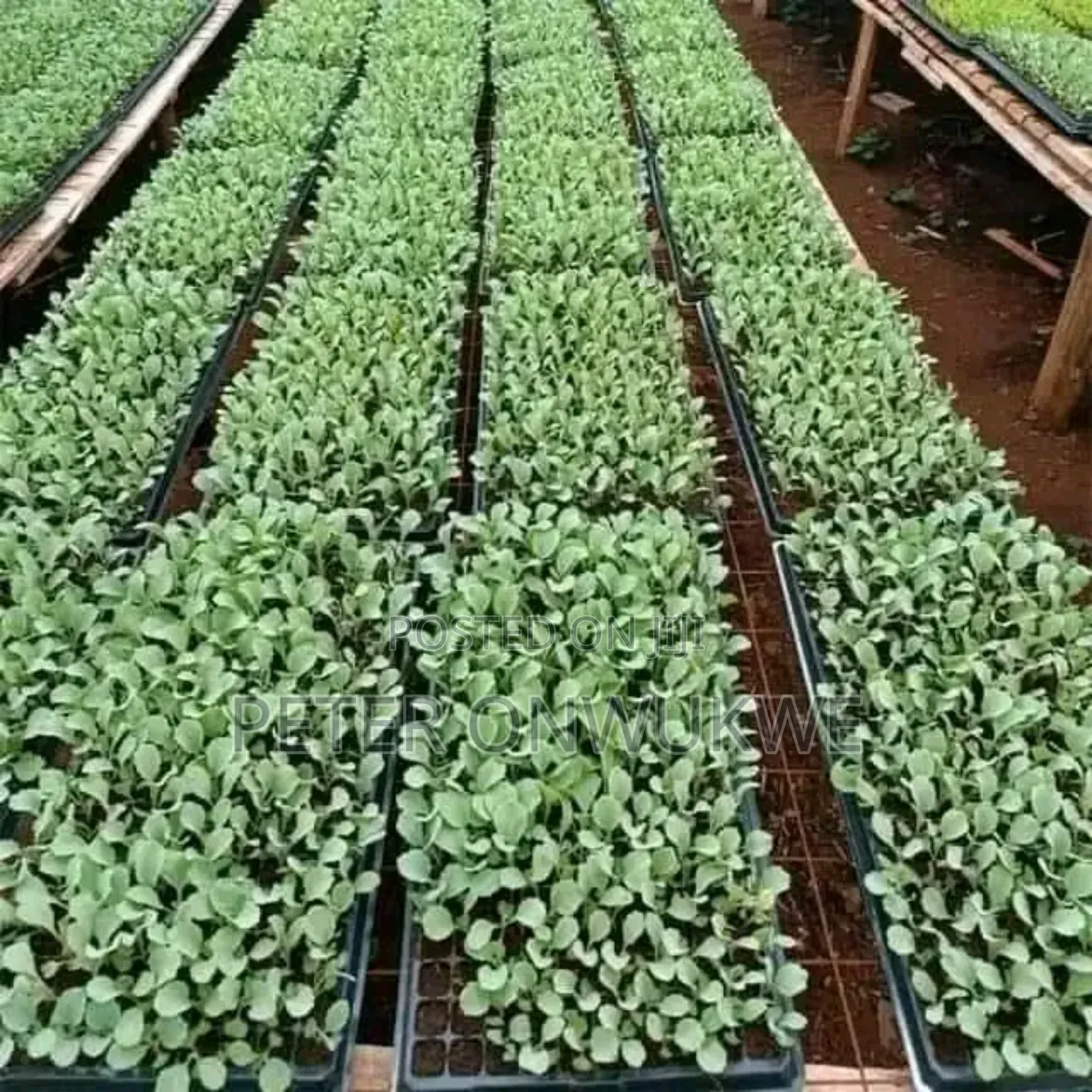 F1 Hybrid Tomatoes and Pepper Seedlings