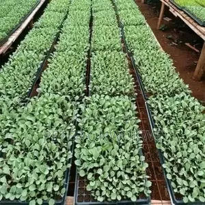 F1 Hybrid Tomatoes and Pepper Seedlings