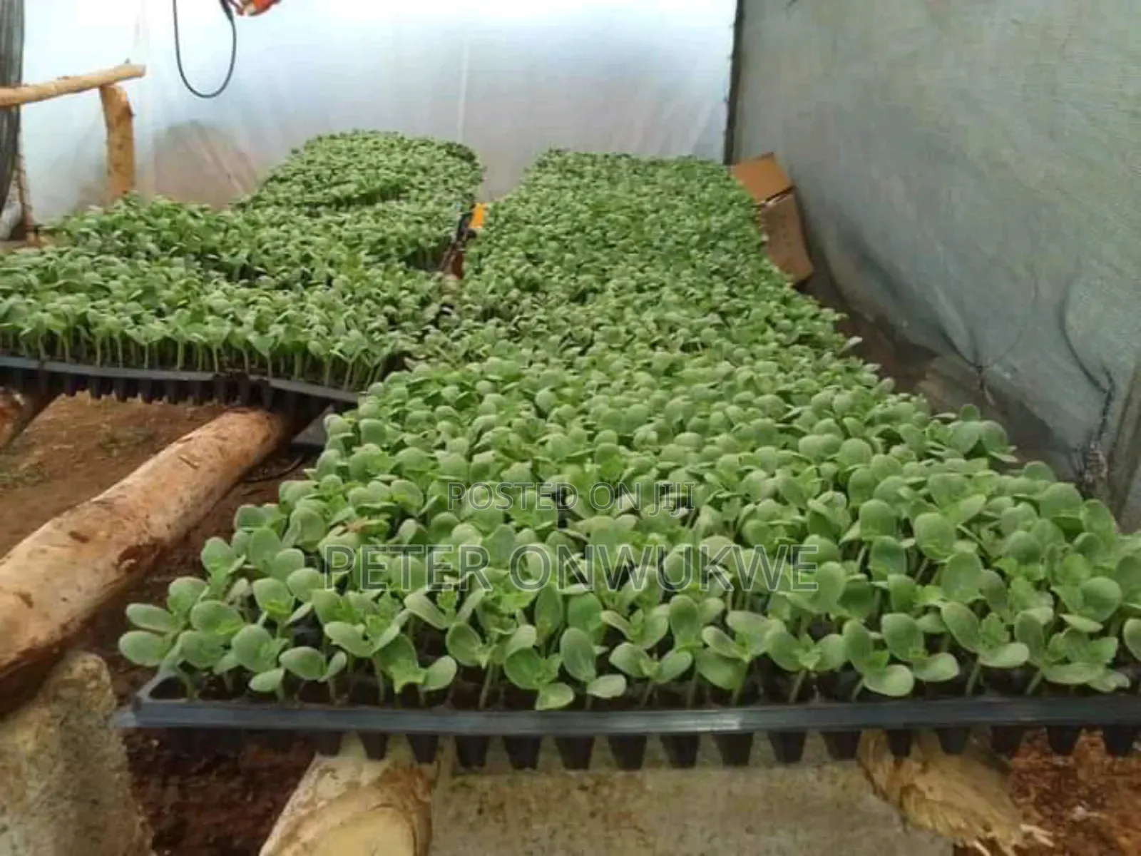 F1 Hybrid Tomatoes and Pepper Seedlings