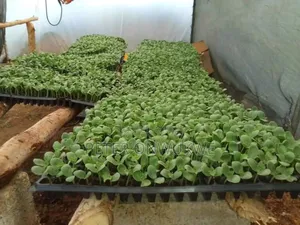 F1 Hybrid Tomatoes and Pepper Seedlings