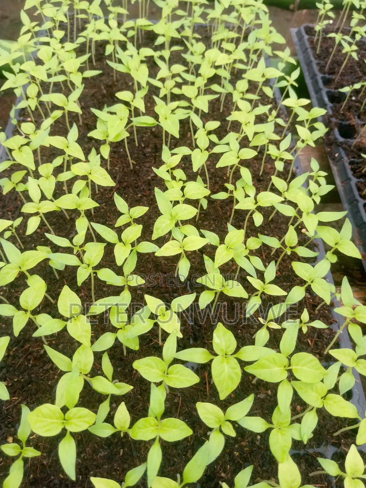 F1 Hybrid Tomatoes and Pepper Seedlings