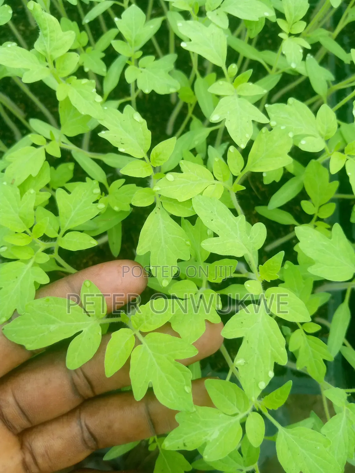 F1 Hybrid Tomatoes and Pepper Seedlings