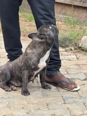 1+ year Female Purebred French Bulldog