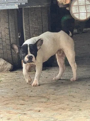 6-12 months Male Purebred French Bulldog