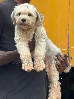 6-12 months Male Purebred Lhasa Apso