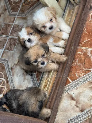 1-3 months Male Purebred Lhasa Apso