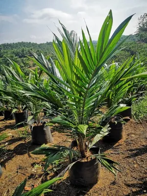 Hybrid Oil Palm Seedlings