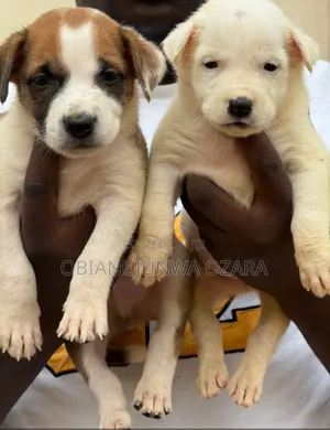 Photo - 0-1 month Female Purebred American Pit Bull Terrier