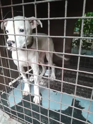 Photo - 3-6 months Male Mixed Breed American Pit Bull Terrier