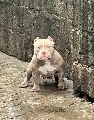 1+ year Female Purebred American Bully