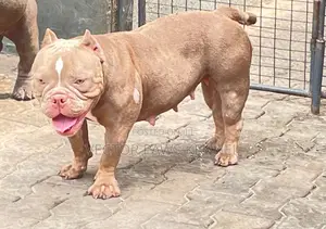 1+ year Female Purebred American Bully
