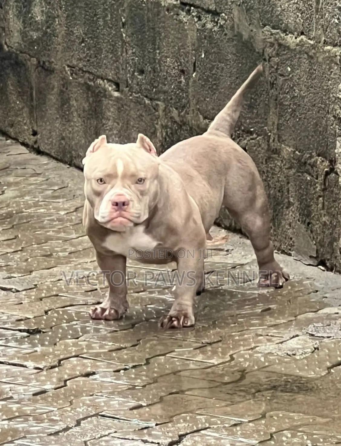 1+ year Female Purebred American Bully