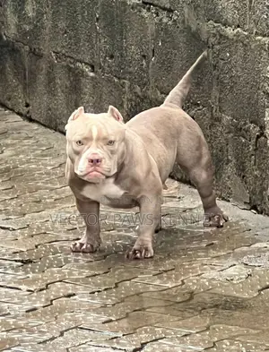 1+ year Female Purebred American Bully