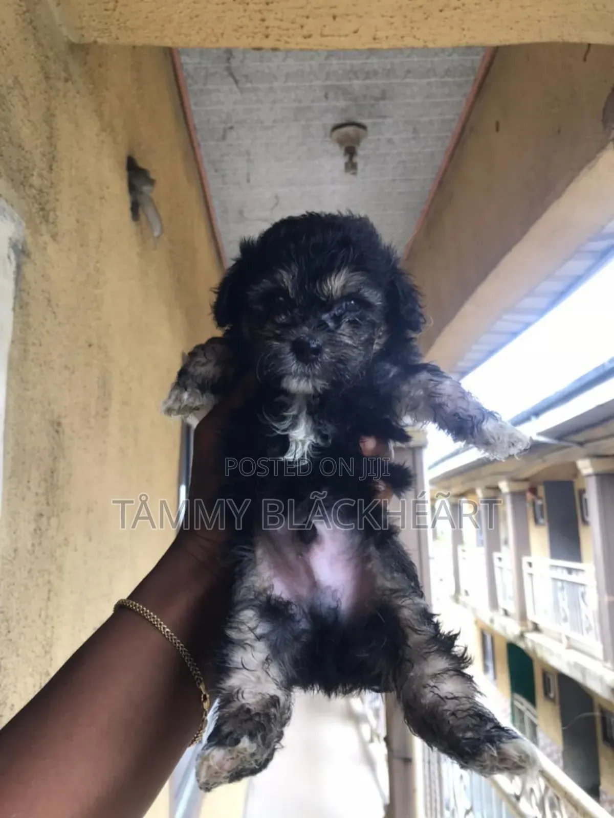 0-1 month Male Purebred Lhasa Apso