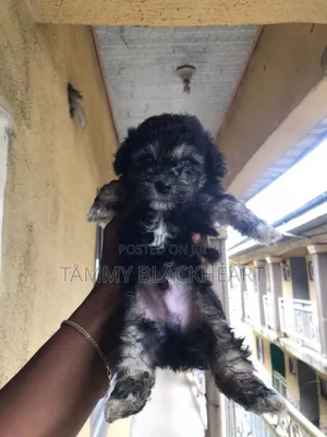 0-1 month Male Purebred Lhasa Apso
