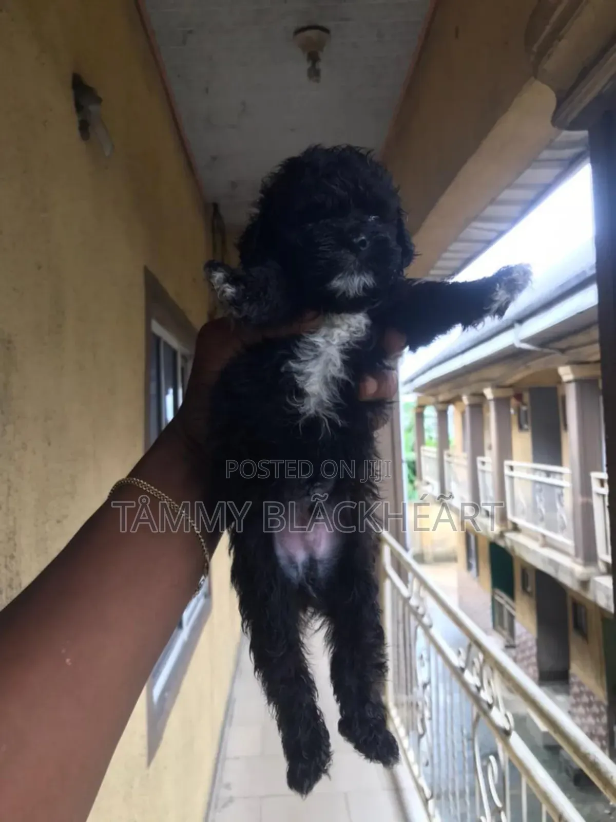 0-1 month Male Purebred Lhasa Apso