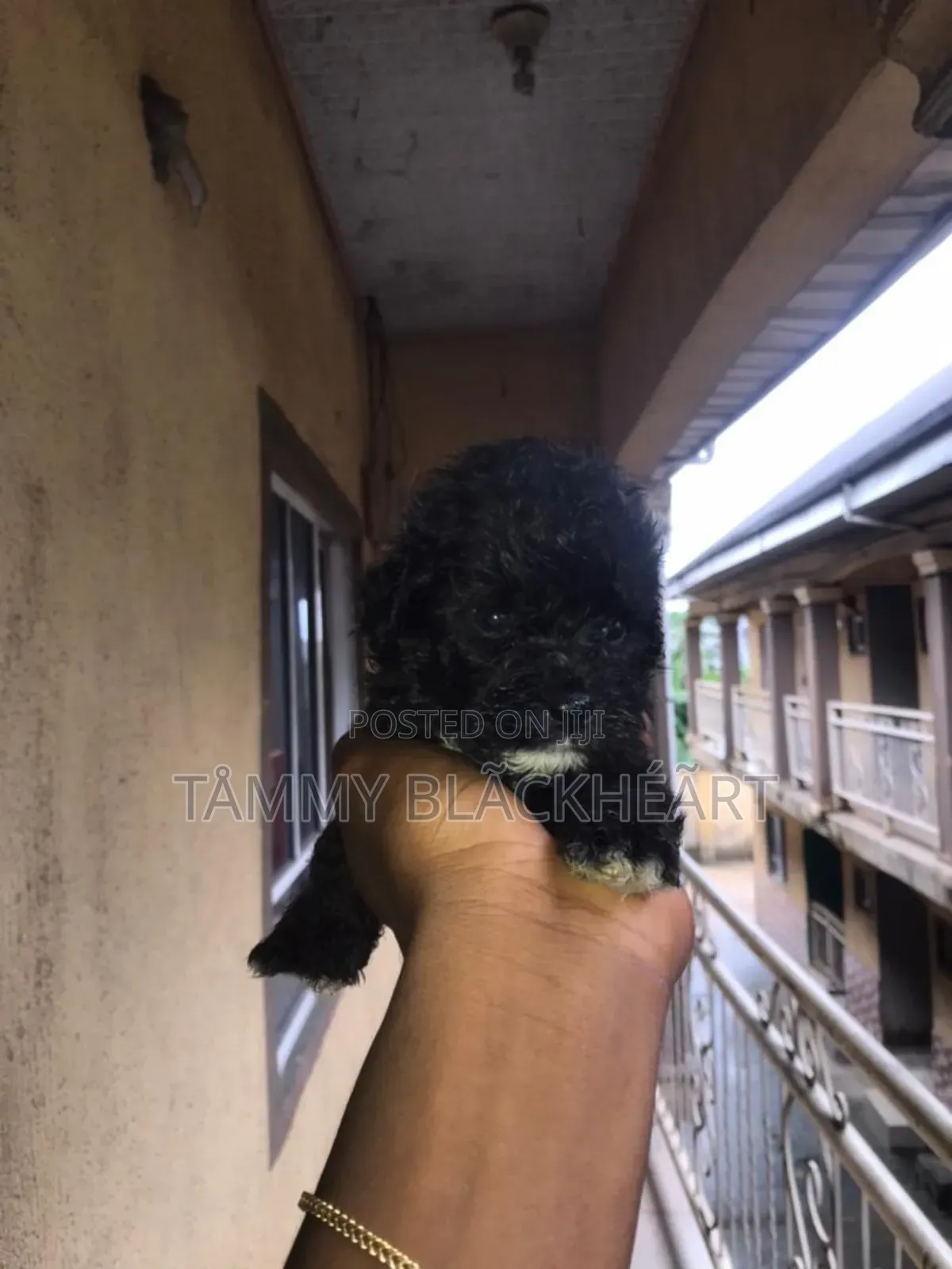 0-1 month Male Purebred Lhasa Apso