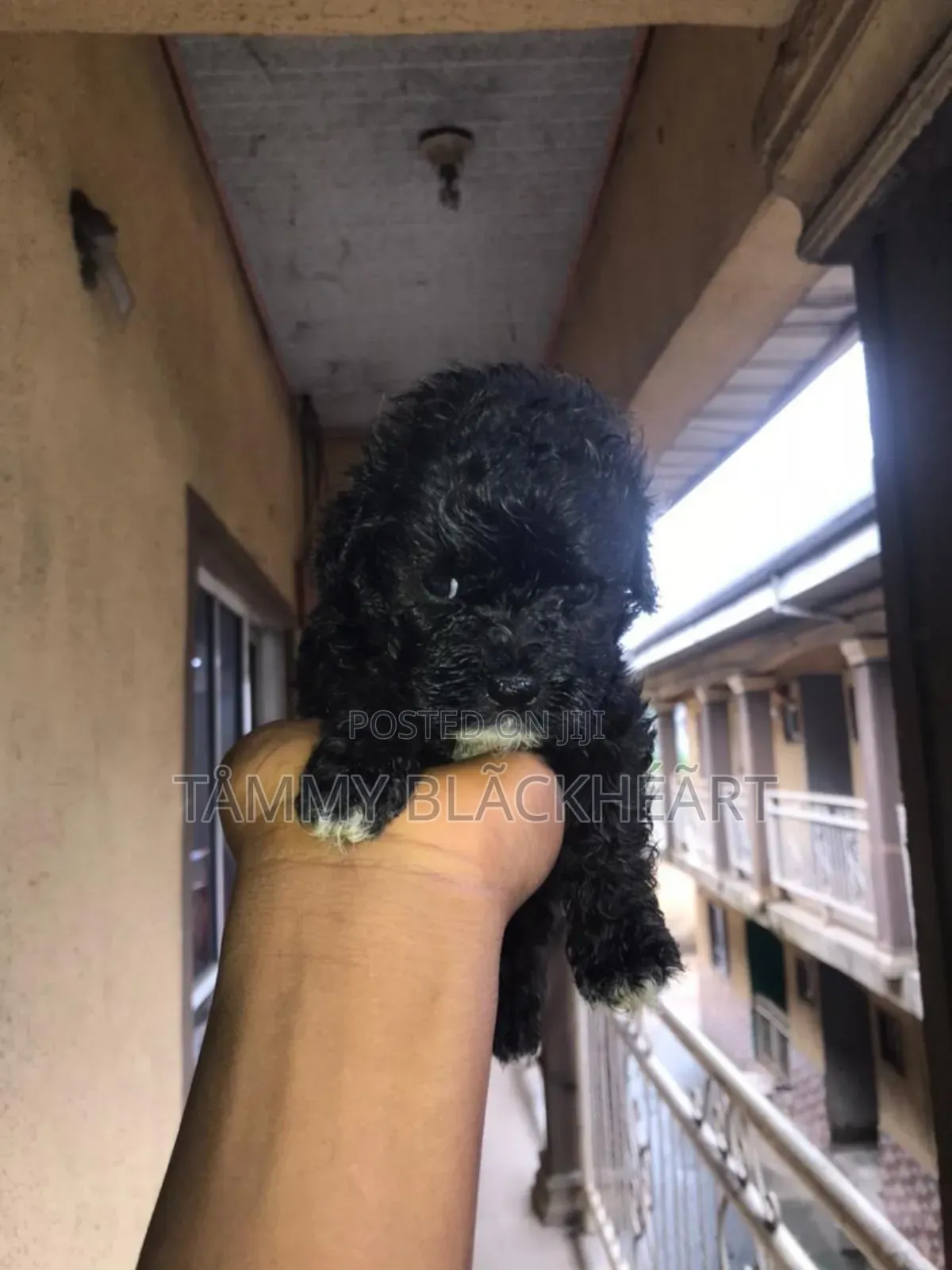 0-1 month Male Purebred Lhasa Apso