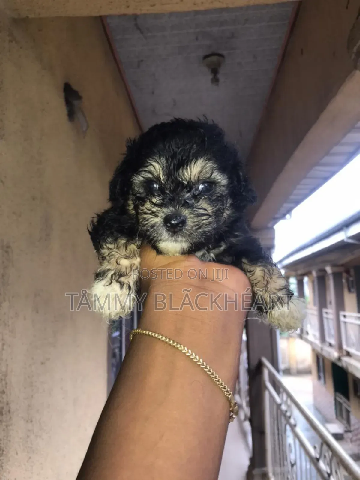 0-1 month Male Purebred Lhasa Apso