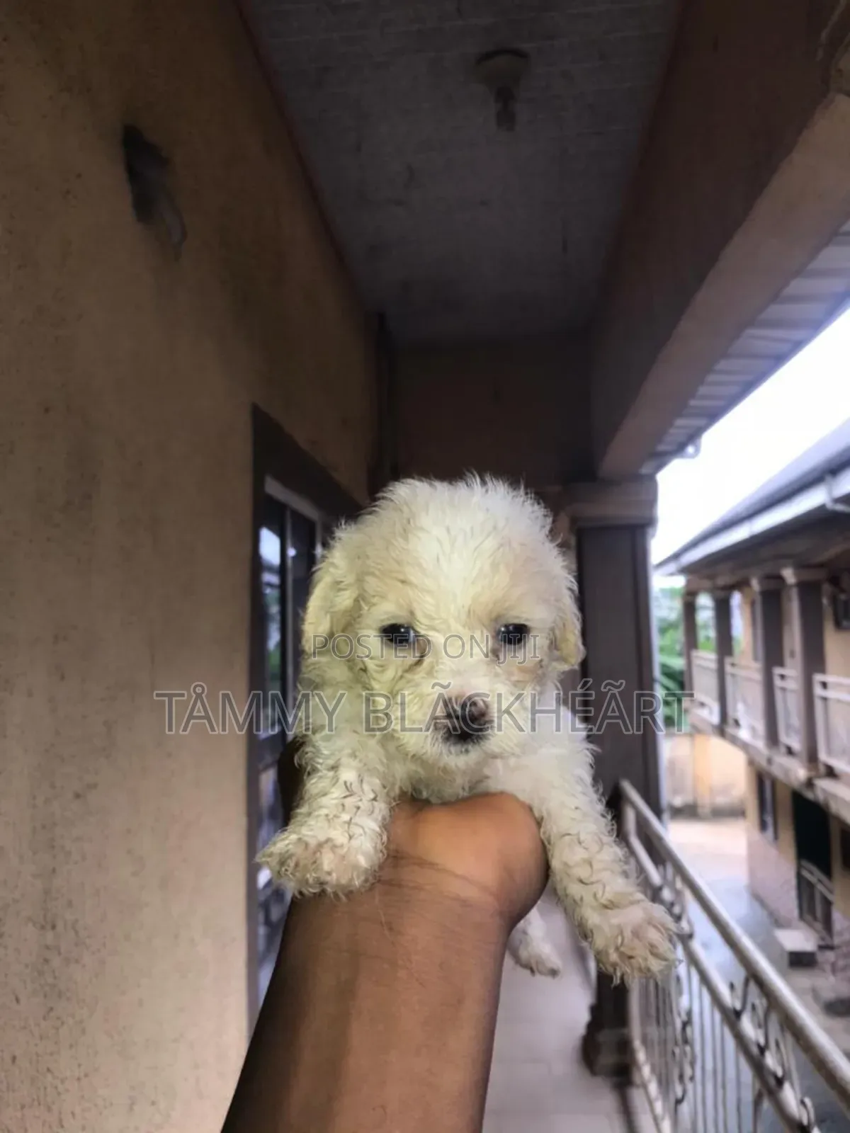 0-1 month Male Purebred Lhasa Apso