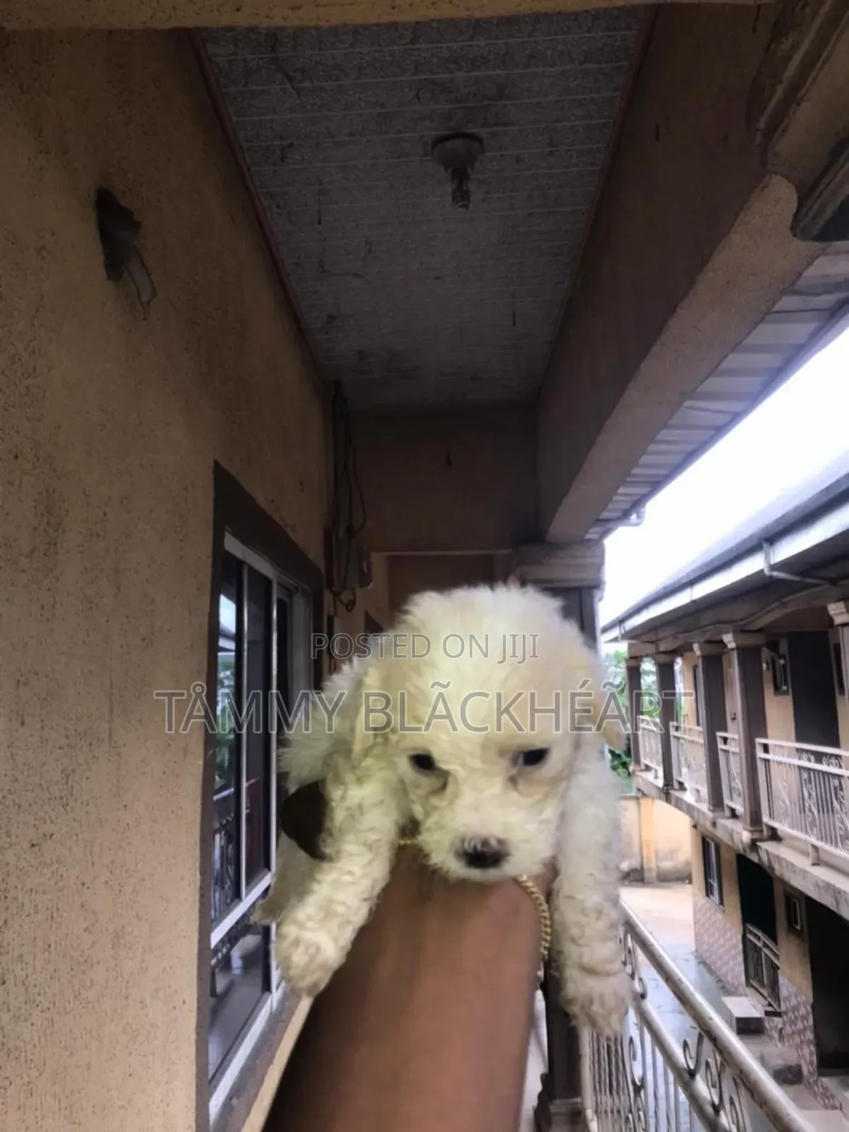 0-1 month Male Purebred Lhasa Apso