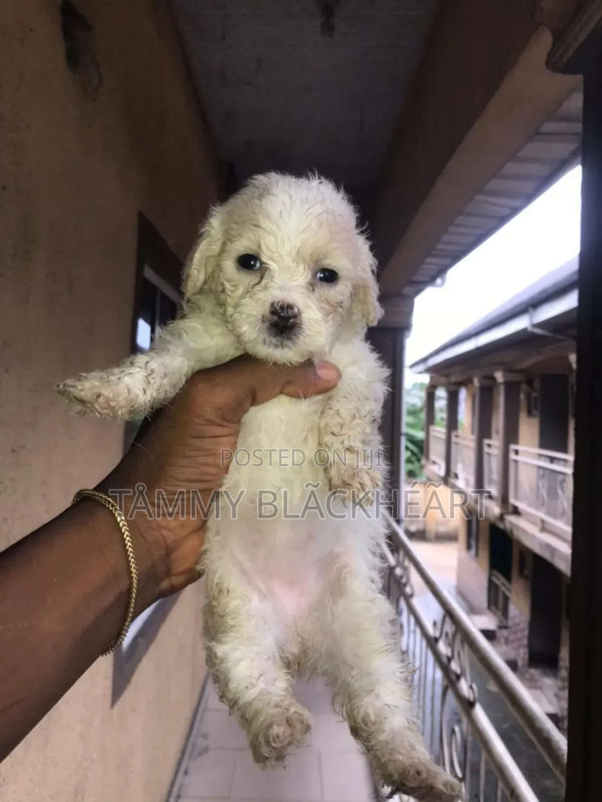 0-1 month Male Purebred Lhasa Apso