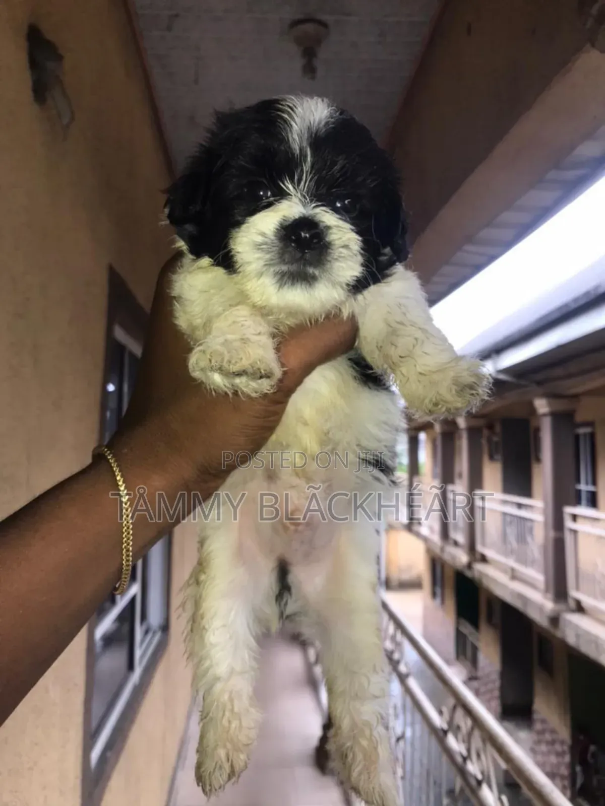 0-1 month Male Purebred Lhasa Apso