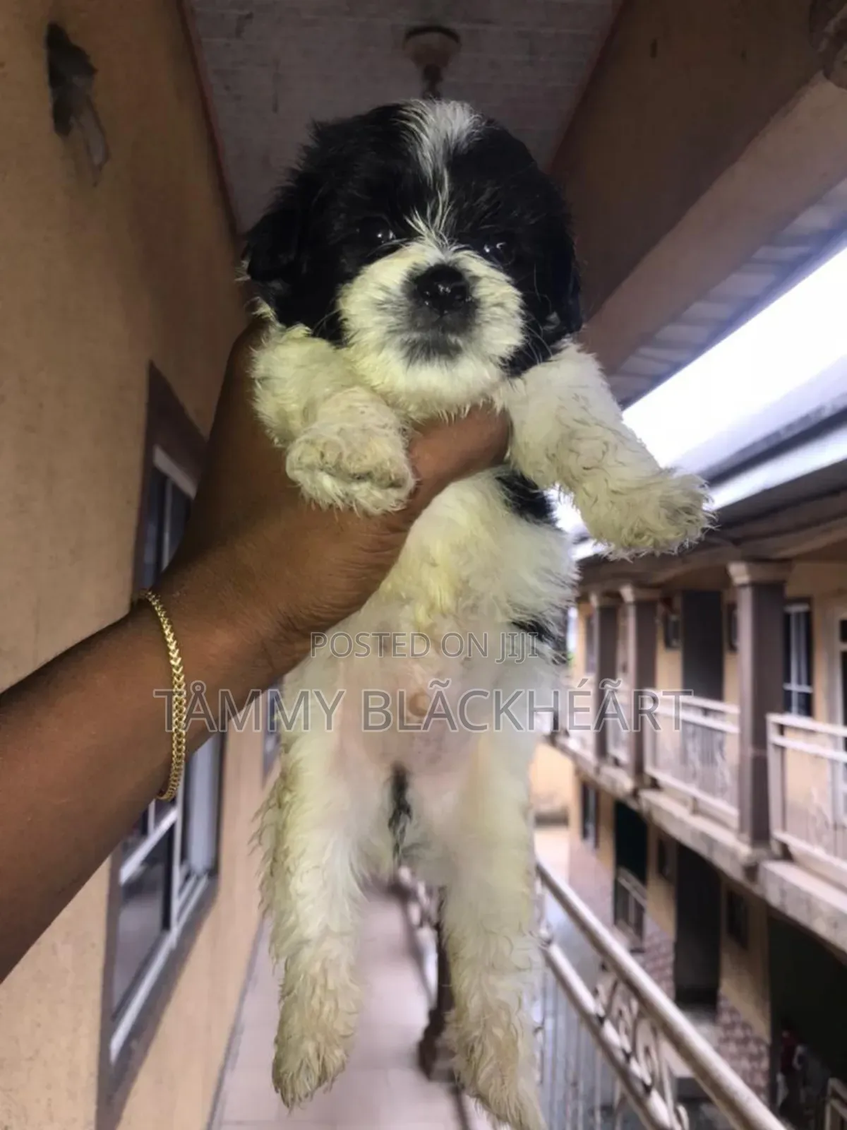 0-1 month Male Purebred Lhasa Apso