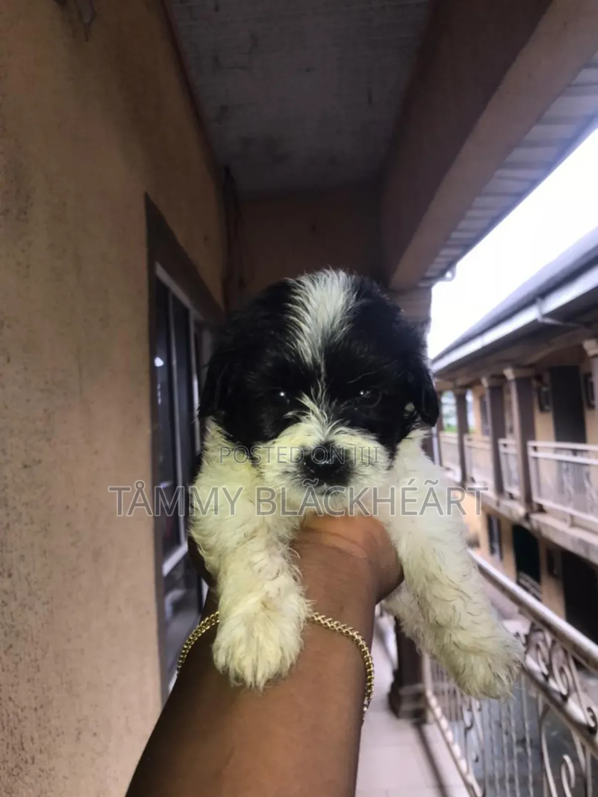 0-1 month Male Purebred Lhasa Apso