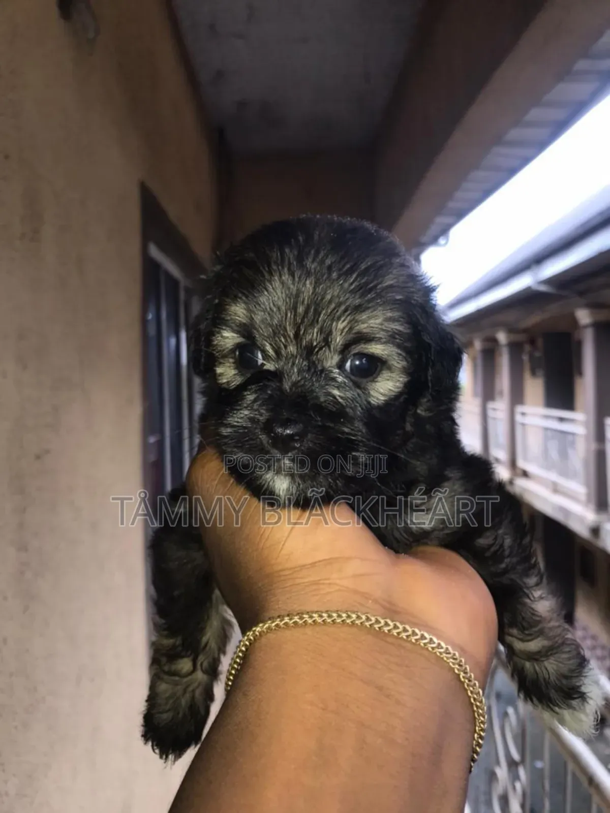 0-1 month Male Purebred Lhasa Apso