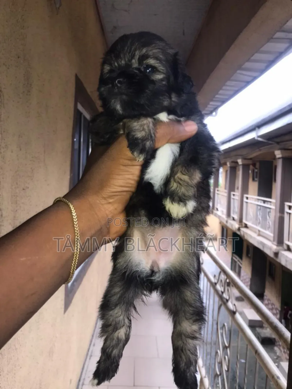 0-1 month Male Purebred Lhasa Apso