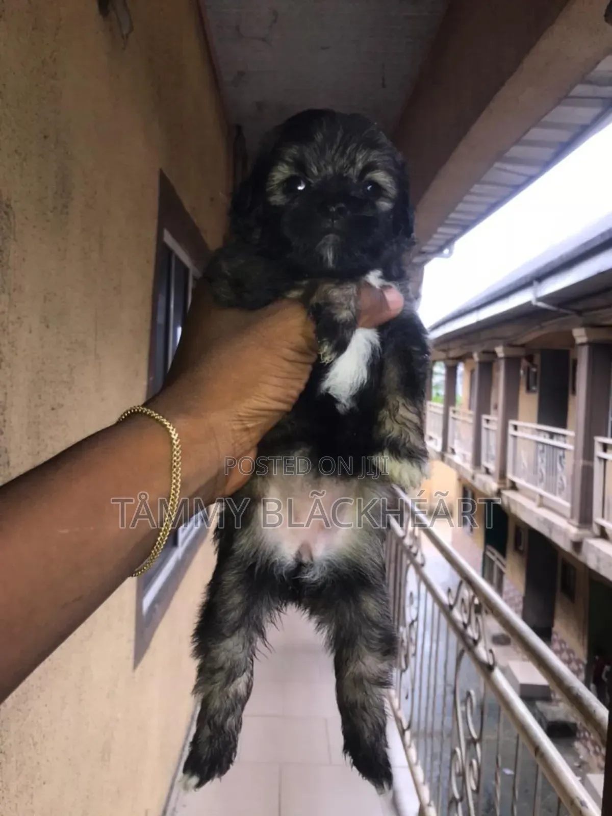 0-1 month Male Purebred Lhasa Apso