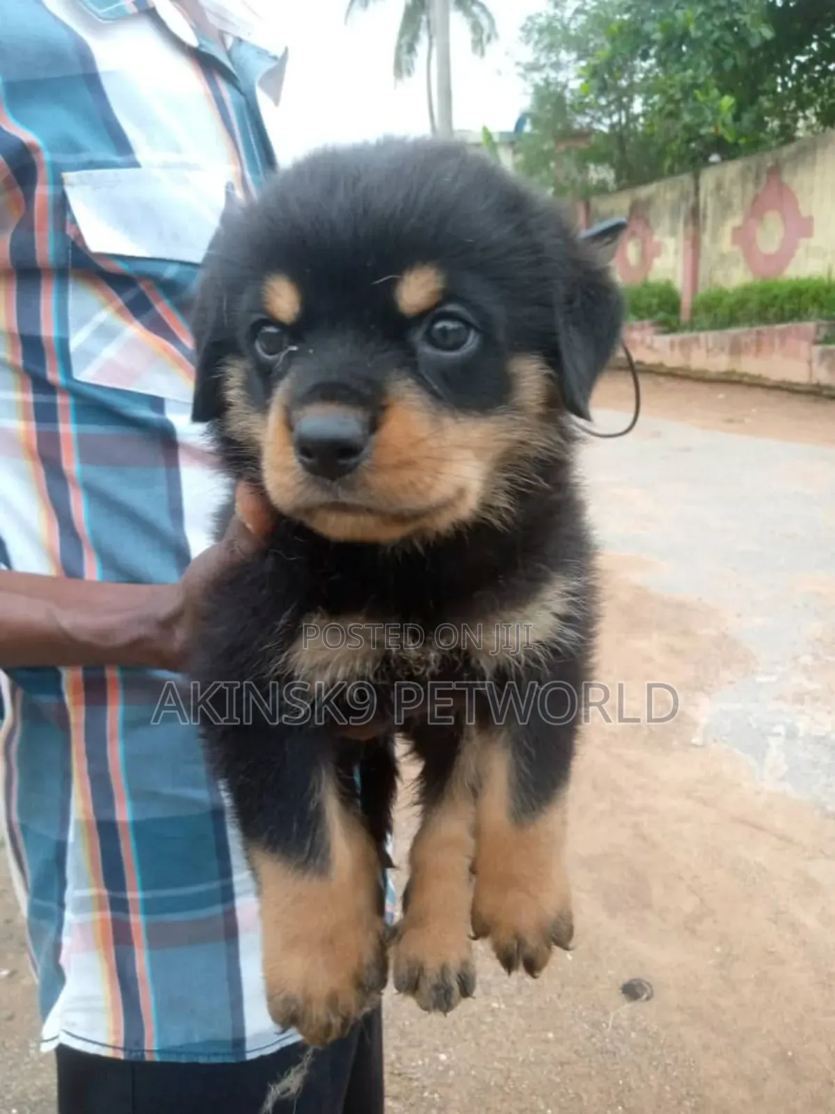 1-3 months Female Purebred Rottweiler