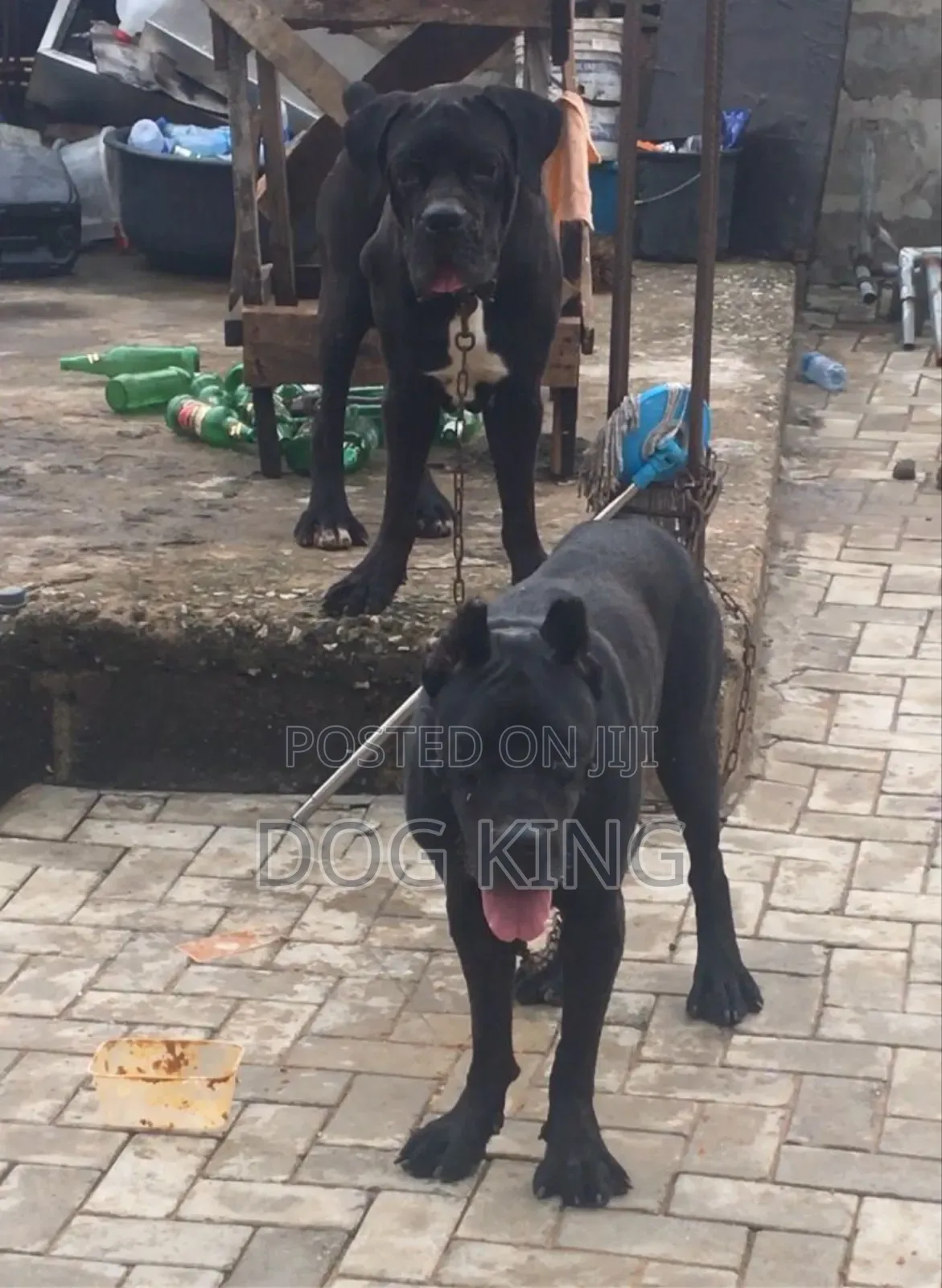 1-3 months Male Purebred Cane Corso