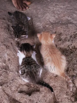 1-3 months Female Mixed Breed American Shorthair